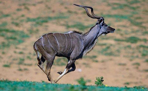 ������Ĺ������