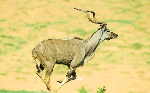 ��(m��ng)Ҋ������ʲôԢ��