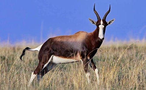 羚羊木雕閱讀答案