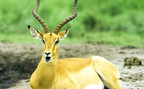 ������ľ�񡷽̌W��䛣����x22ƪ��