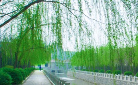 推薦描寫柳樹的詩句