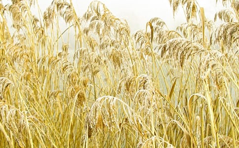 (����)�JȔʎ����7ƪ