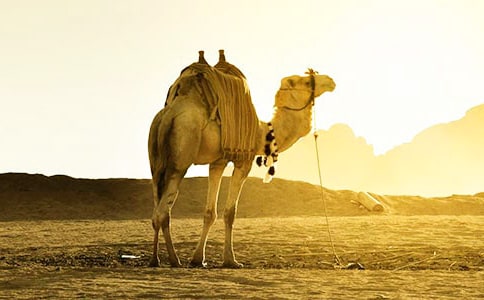 �������x���9ƪ