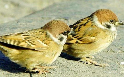 有關(guān)麻雀的'歇后語