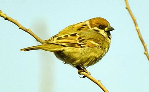 (精選)小麻雀作文