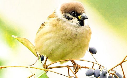 �x��С��ȸ���и�