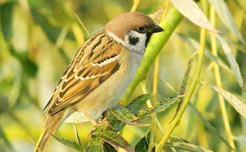 (�؂�)С��ȸ����