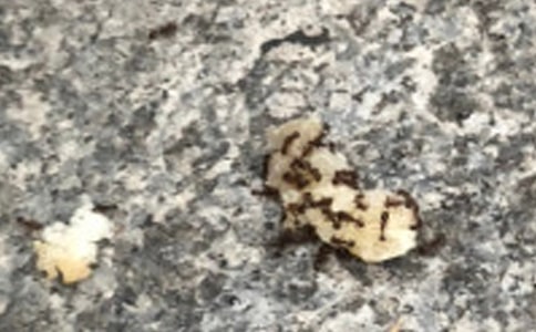 �����]��СΛρ�^�ӿ��D��Ԓ