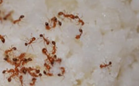 С��ƌW(xu��)СΛρ�^�ӽ̰�(4ƪ)