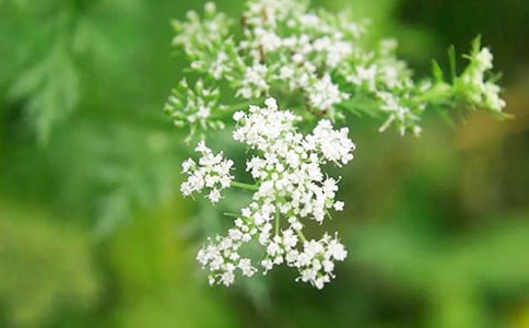 �M���ǵ�����