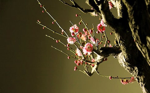 ���ᣩ÷��Ψ��Ԋ(sh��)��