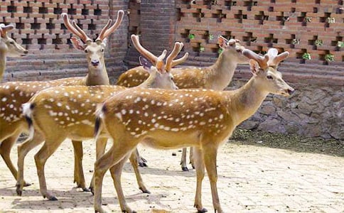 ѩ��÷��¹��Ԋ��