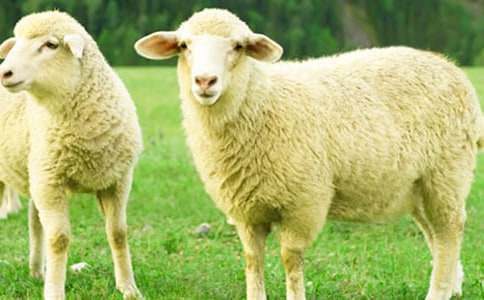 �d�����Ă�(g��)���Ӻ�