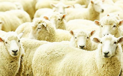 小班教案可愛的小綿羊活動(dòng)反思