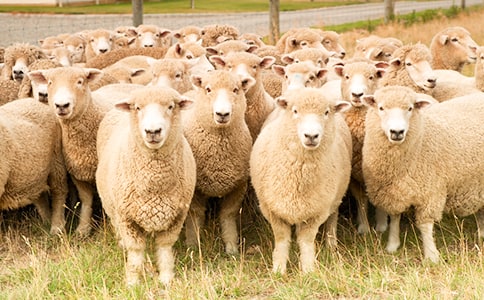 夢見綿羊是什么寓意