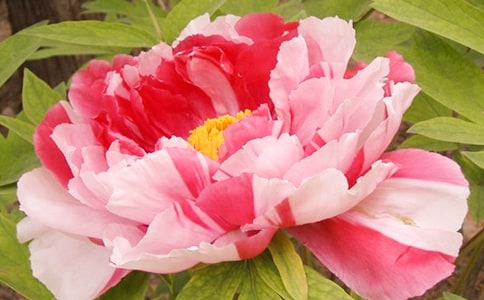 ĵ��ͤ�x���