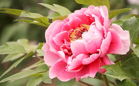 描寫牡丹花的詩句