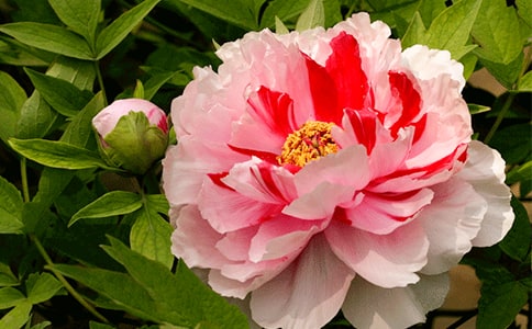  ��ĵ��ͤ���x���