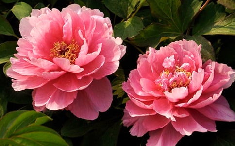 ĵ��ͤ�^��з���