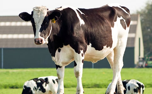 ������ô�����ţ�Įa(ch��n)����?