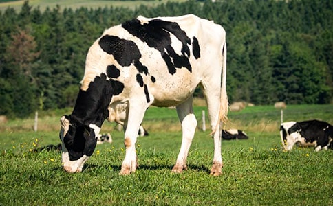 ��������ţ�̌W(xu��)��˼