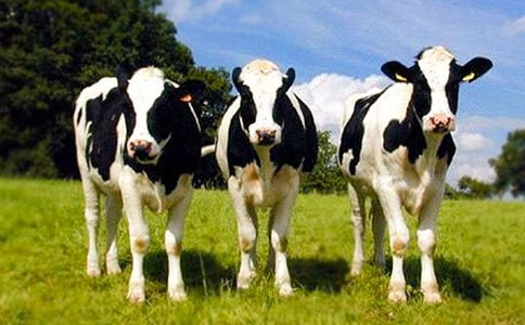 ��ݵ�����ţ��Ů��ɢ��