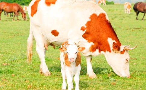 ���^��ţ��(ch��ng)����6ƪ���؂䣩