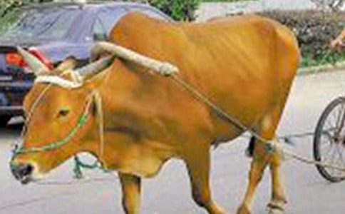 關(guān)于老太太坐牛車歇后語