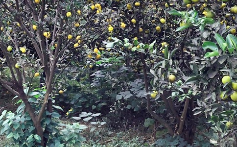 �r(n��ng)�Ҙ����ģ���(y��u)�x15ƪ��