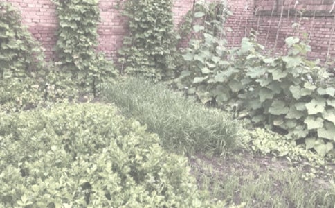 一個老頭生的怪,胡須長在圓腦袋(打一農(nóng)作物)