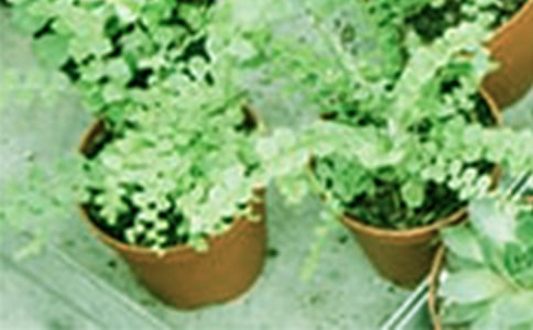 蘆薈盆栽養(yǎng)殖的方法