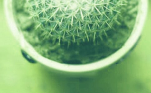 龜背竹的盆栽養(yǎng)殖方法介紹