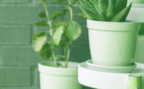 盆栽三七怎么種植才好呢