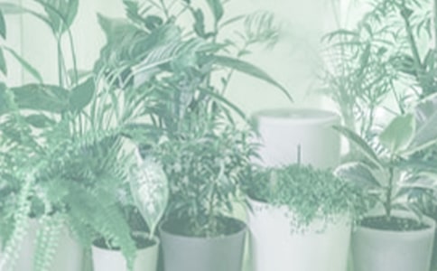 再也不養(yǎng)盆栽的說說聚集