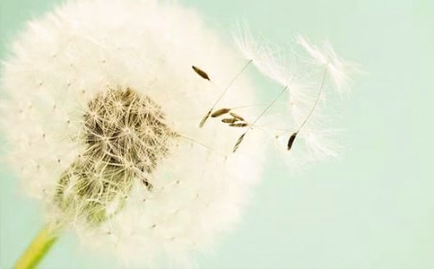 �ҵ�ֲ���ѹ�Ӣ����