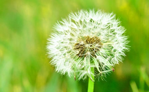 蒲公英的種子 600字寫物作文