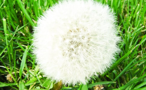蒲公英的故事