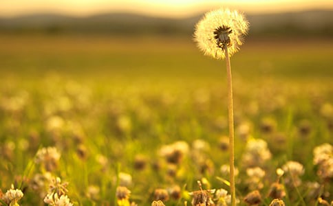 �w����ѹ�Ӣ����