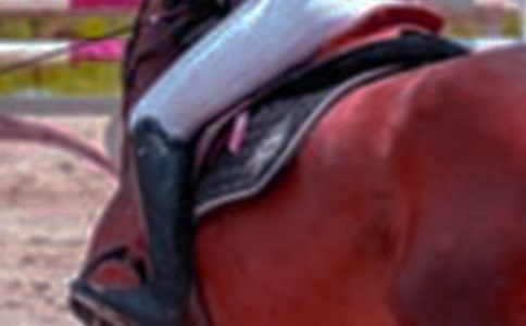 小學(xué)作文第一次騎馬