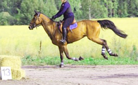 【薦】第一次騎馬作文