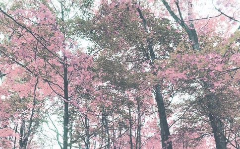 �＾��ĩ��(w��n)���Z(y��)