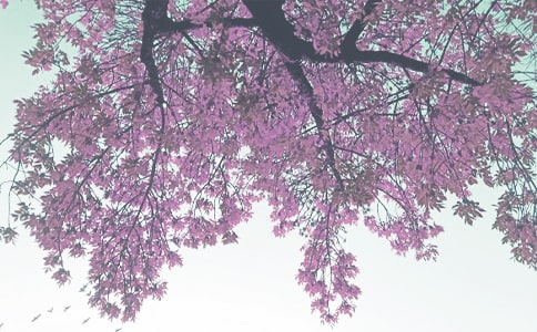 秋季校長國旗下講話