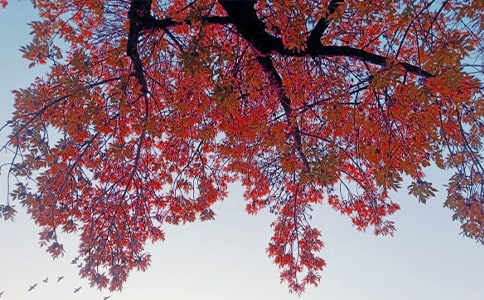 ���Ց�������