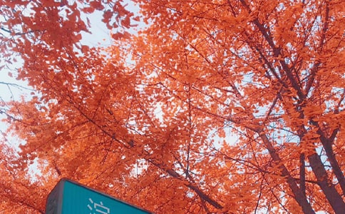 �茑����ꖹ�ľ���