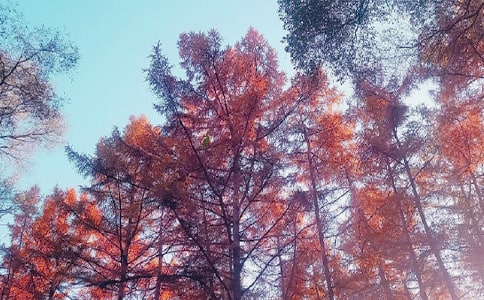 ����˽�Z����