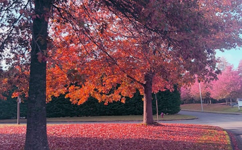 �����(y��ng)��ɢ��