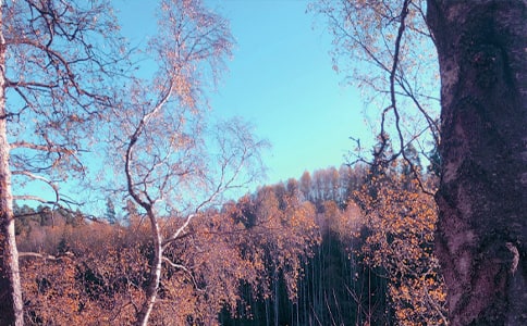 秋日印象作文必備(3篇)