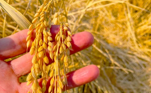 金秋收獲的詩句