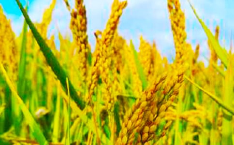 金秋收獲的詩句通用