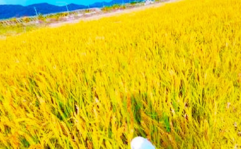 ���տ��D��Ԓ(5ƪ)